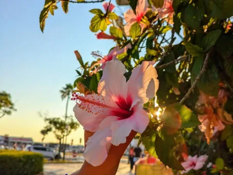 Watch Islandmamita Live Adult Webcam Show - Free Sex Cam Stream